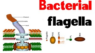 Bacterial flagella  structure and motility [upl. by Kincaid]