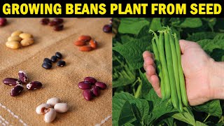 How to grow BEANS From SEED  How to grow Beans at Home [upl. by Rma]