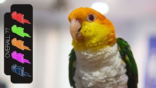 White Bellied Caique The Best Pet Parrot [upl. by Lombardo]