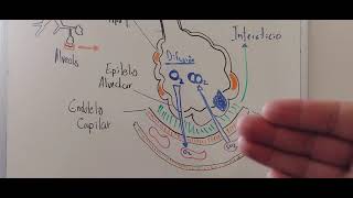 Membrana alveolocapilar [upl. by Sullecram]