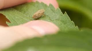 Froghopper Hop [upl. by Airpac]