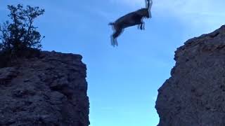 Amazing Goat Jump on Mountain [upl. by Nadab]