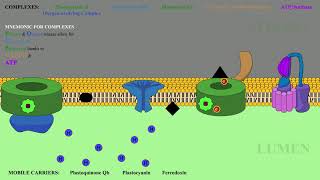 Photosynthesis Lightdependentindependent reactions [upl. by Dahle797]