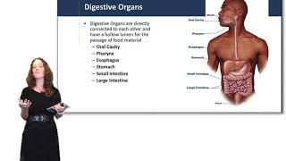 Introduction to the Digestive System [upl. by Anehsuc]