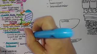 Digestive System  Summary [upl. by Ecirtram]