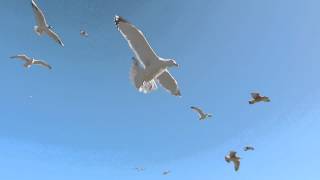 Seagulls In Flight 1080HD [upl. by Llenna]