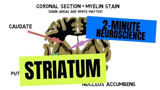 2Minute Neuroscience Striatum [upl. by Senior89]