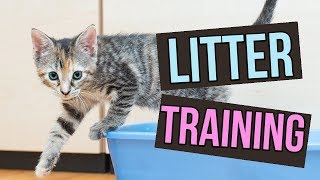 How to Litter Train Baby Kittens [upl. by Florencia53]