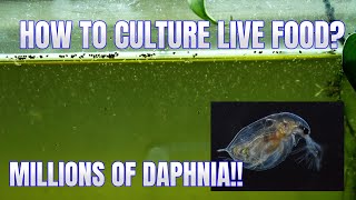 How to Culture Daphnia Secret Method to Breed MILLIONS  Simply Aquatic [upl. by Dowlen]