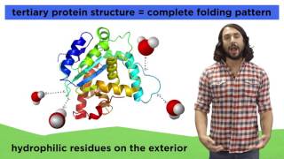 Protein Structure [upl. by Esserac]