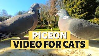 PIGEON VIDEOS FOR CATS  9 Hours Of Pigeon Paradise [upl. by Marten]