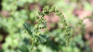 Good King Henry Chenopodium bonus henricus [upl. by Milburr939]