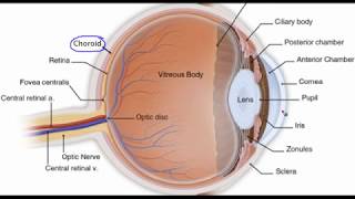 Eye anatomy [upl. by Ancier229]