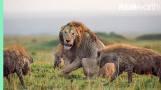 10 TOP Natural History Moments  BBC Earth [upl. by Alicec]