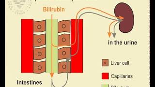 17 Detection of Urobilinogen in Urine [upl. by Devad]