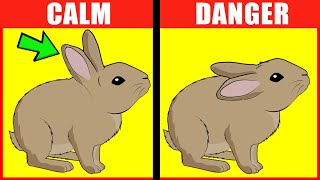 Rabbit Body Language Explained [upl. by Haroldson255]