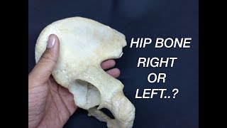 HIP BONE  SIDE DETERMINATION amp ANATOMICAL POSITION [upl. by Singleton]