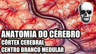 Vídeo Aula 134  Sistema NervosoNeuroanatomia Anatomia do Cérebro Córtex Cerebral  Telencéfalo [upl. by Roberto]