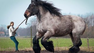 12 LARGEST Horse Breeds In The World [upl. by Eneladgam]