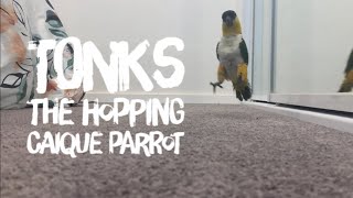 Tonks the Hopping Caique Parrot [upl. by Saraann224]