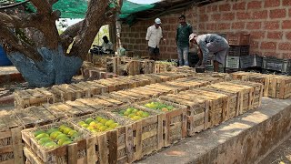 MANGO WHOLESALE MARKET  रत्नागिरी हापूस Direct Farm To Home  Alphonso Mango [upl. by Judith]