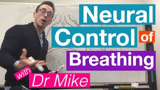 Neural Control of Breathing  Respiratory System [upl. by Akenal]