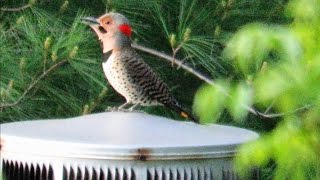 Worlds Loudest Woodpecker Drumming  Mini Documentary [upl. by Arykahs]