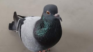 Pigeon Sound Effect Ultra High Quality [upl. by Flyn]