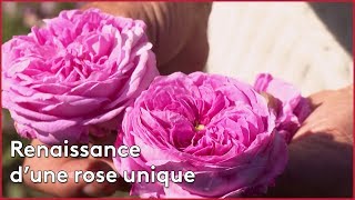 Renaissance dune rose unique [upl. by Cappello]