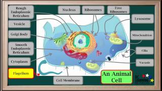 WCLN  Cell Organelles  Biology [upl. by Anerb828]