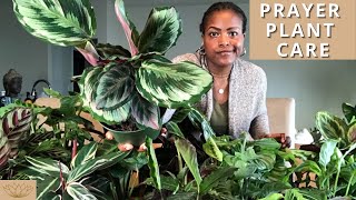 How to Care for Prayer Plants  Plant Care Tips and Maintenance [upl. by Flaherty]