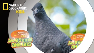 Pigeon Genius  Awesome Animals [upl. by Emmeline274]