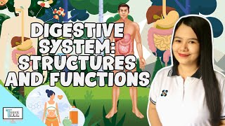 Digestive System Structures and Functions  Biology [upl. by Hiamerej]