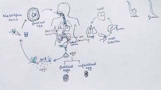 Ascaris lumbricoides Lifecycle  English   Ascariasis  Round Worm [upl. by Gaskin]