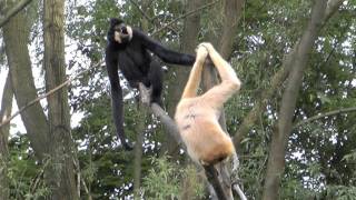 Gibbons singen [upl. by Elleryt]