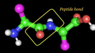 Peptide bond Dihedral angles and Ramachandran plot [upl. by Ludlow]