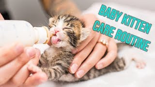 Kitten Nursery Care Routine for Neonates [upl. by Ahsinnek698]