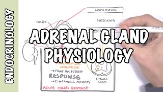 Endocrinology  Adrenal Gland Hormones [upl. by Elinore]