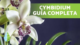 Orquídea CYMBIDIUM  cómo Cuidarla y Plantarla [upl. by Lebazej]