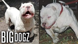 Meet ‘Frozen’ the 130lbs ‘Polar Bear’ Pitbull  BIG DOGZ [upl. by Aiuqcaj669]