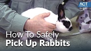 How to Pick Up Rabbits [upl. by Osy]