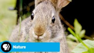 Official Preview  Remarkable Rabbits  NATURE  PBS [upl. by Ayvid]