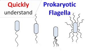 Prokaryotic Flagella [upl. by Isyed]