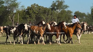 Tropillas en San Antonio de Areco [upl. by Augusto556]