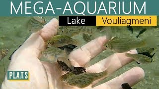 AQUARIUMMega VOULIAGMENI lake [upl. by Roeser]