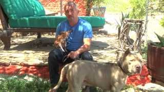 Cesar Saves a Pit Bull Named Sonic [upl. by Shafer]