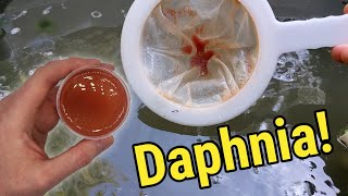 How I Culture Daphnia In Outdoor Tubs [upl. by Desta420]