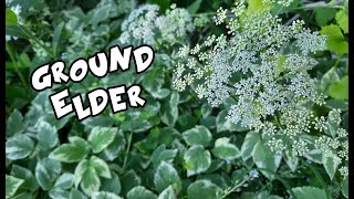 Ground Elder  Goutweed  Bishops Weed [upl. by Aneala]