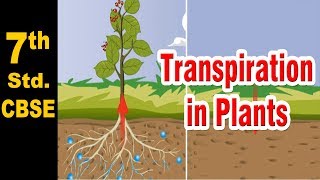 Class 7  Transpiration in Plants  Science  NCERT  CBSE Board  Home Revise [upl. by Ahsenre]