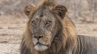 quotHear the Lion Callingquot  Fantastic Wildlife Safari in Lower Zambezi National Park Zambia 2018 4K [upl. by Lonyer]